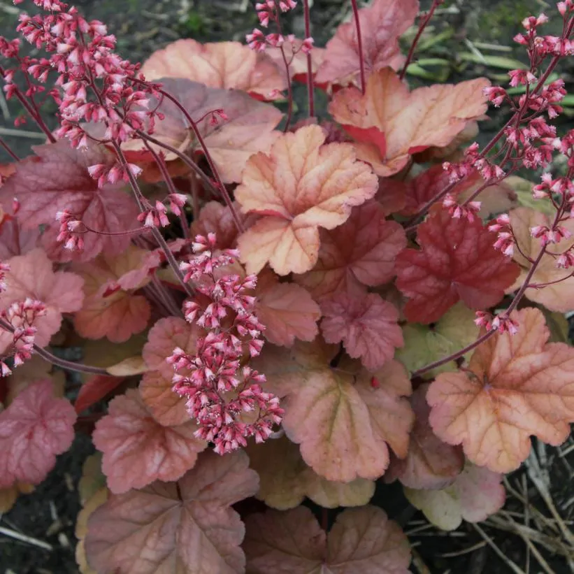 Apricot Coral Bells