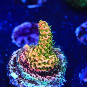 ASD Rainbow Millepora Acropora Coral