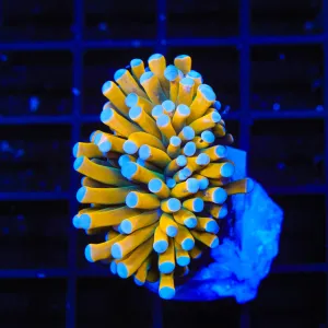 Aussie Gold Torch Coral