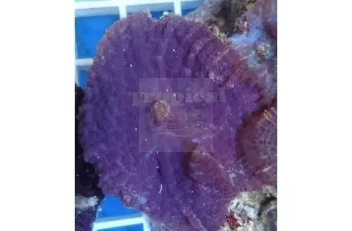 Bullseye Purple (Rhodactis spp) Per Polyp