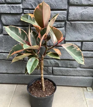 Ficus: Ruby Standard Variegated 8"