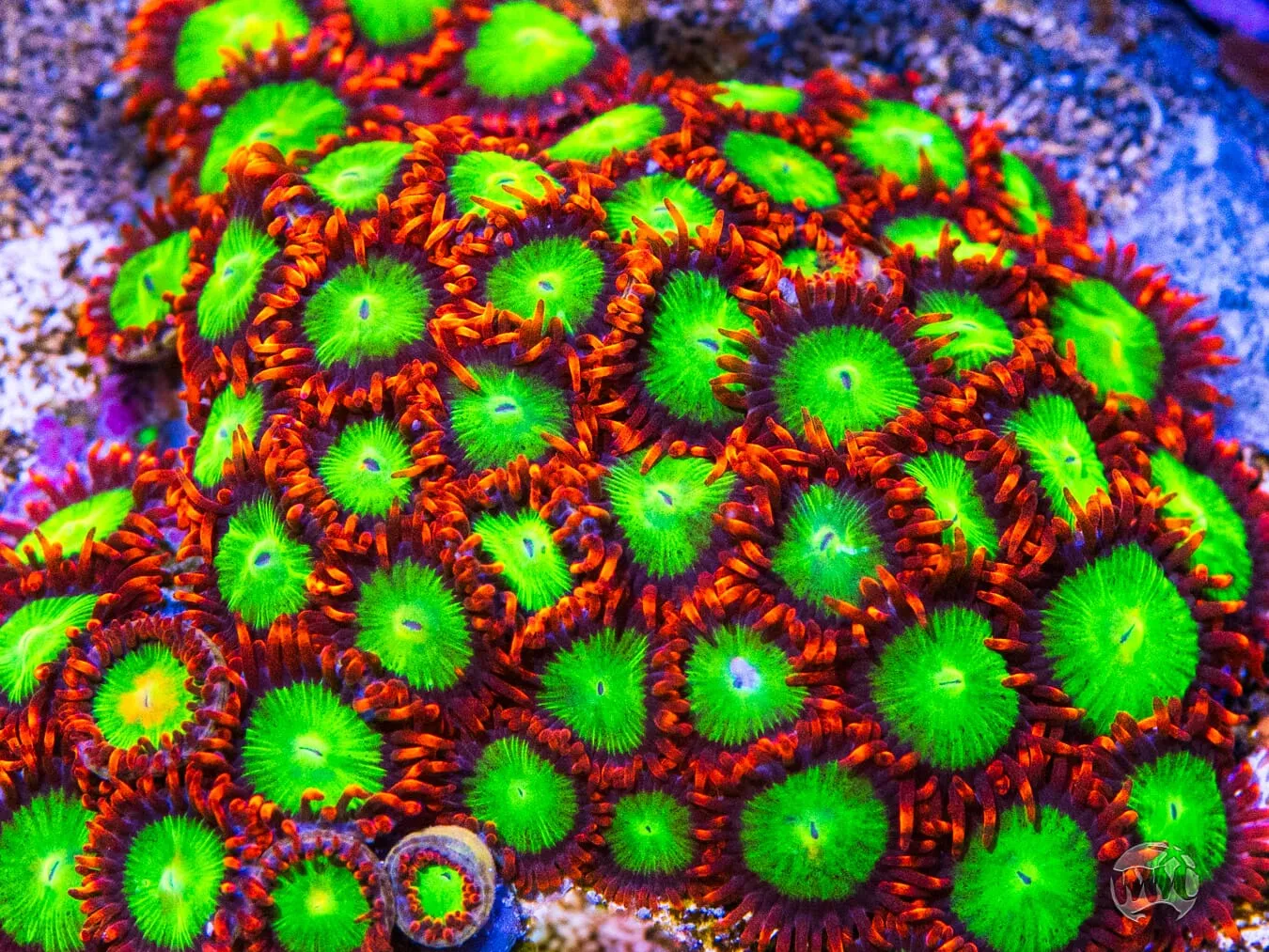 Goblins Fire Zoanthids