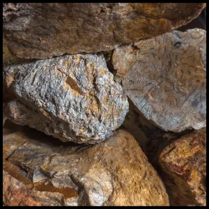 Insect Coral, Indonesia, Rough Rock, per lb