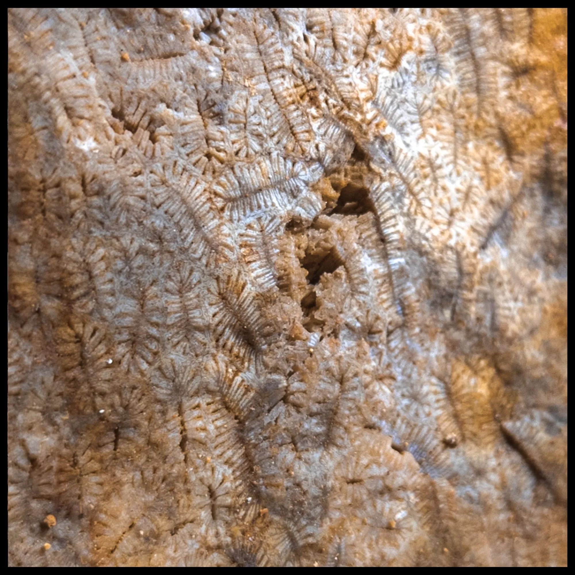 Insect Coral, Indonesia, Rough Rock, per lb