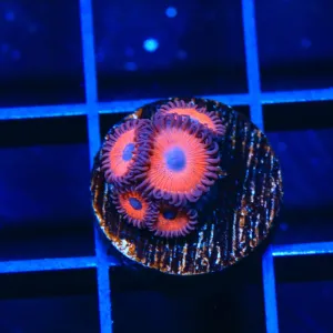 Kedds Red Zoanthids Coral