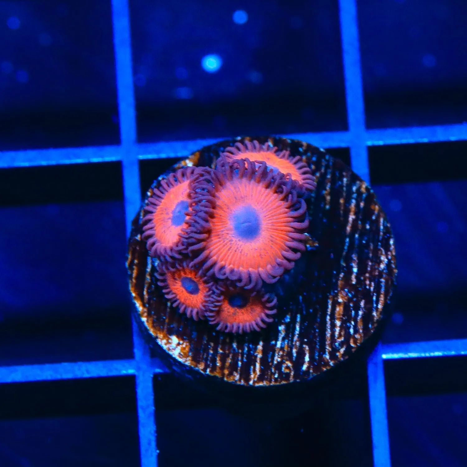 Kedds Red Zoanthids Coral