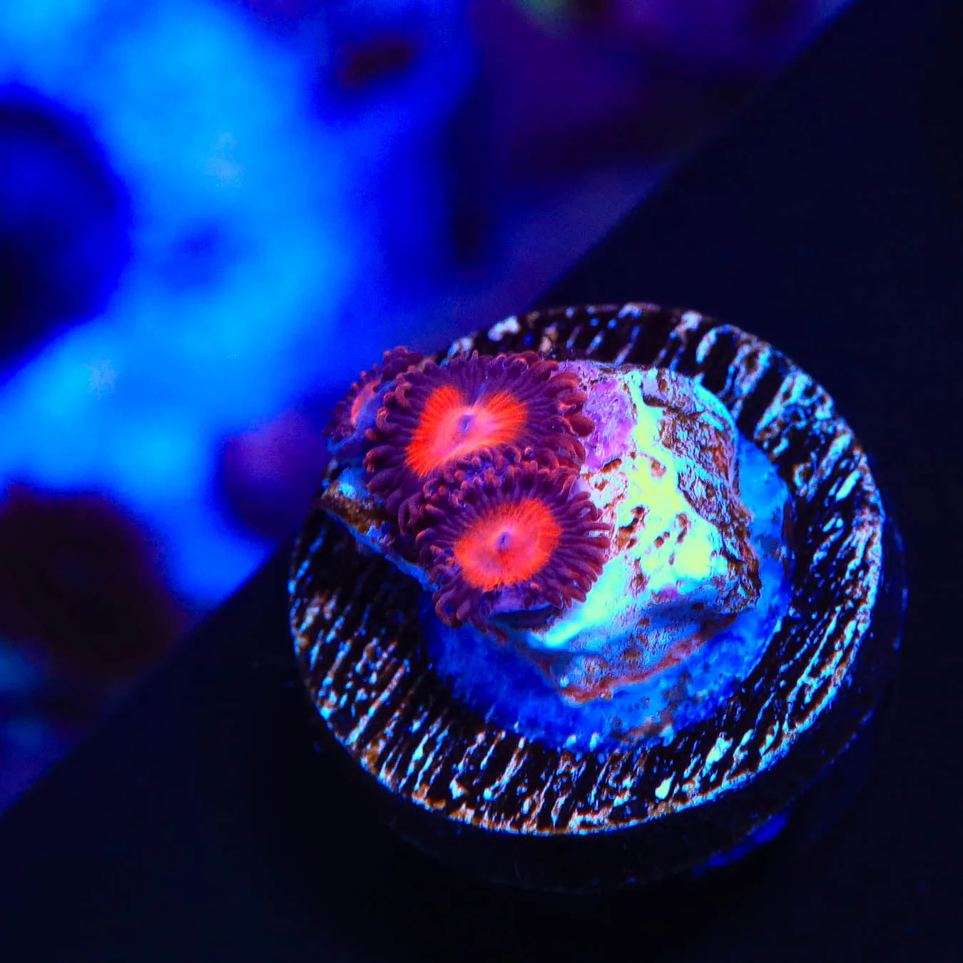 Kedds Red Zoanthids Coral