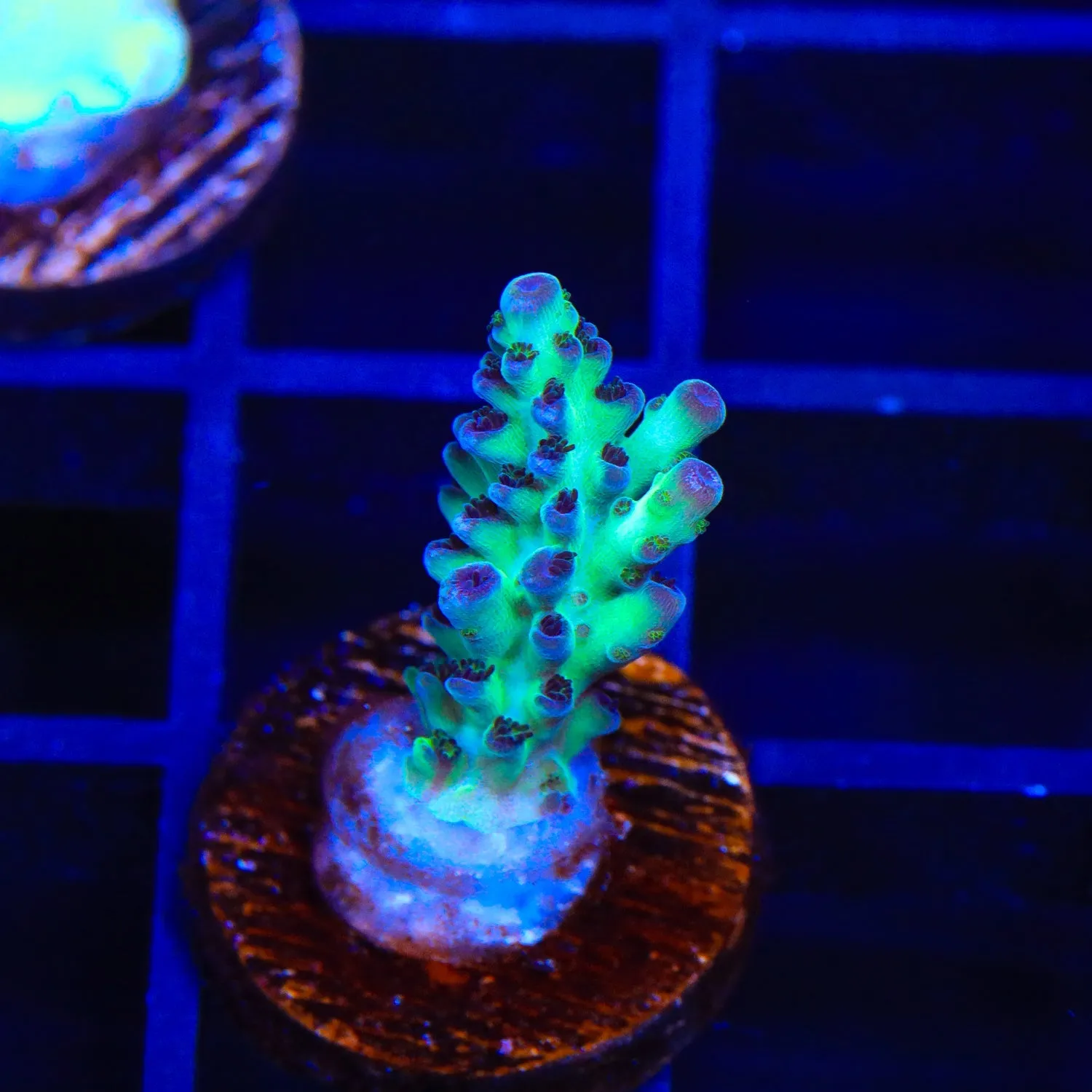 Lauras Purple Polyp Acropora Coral - BYR