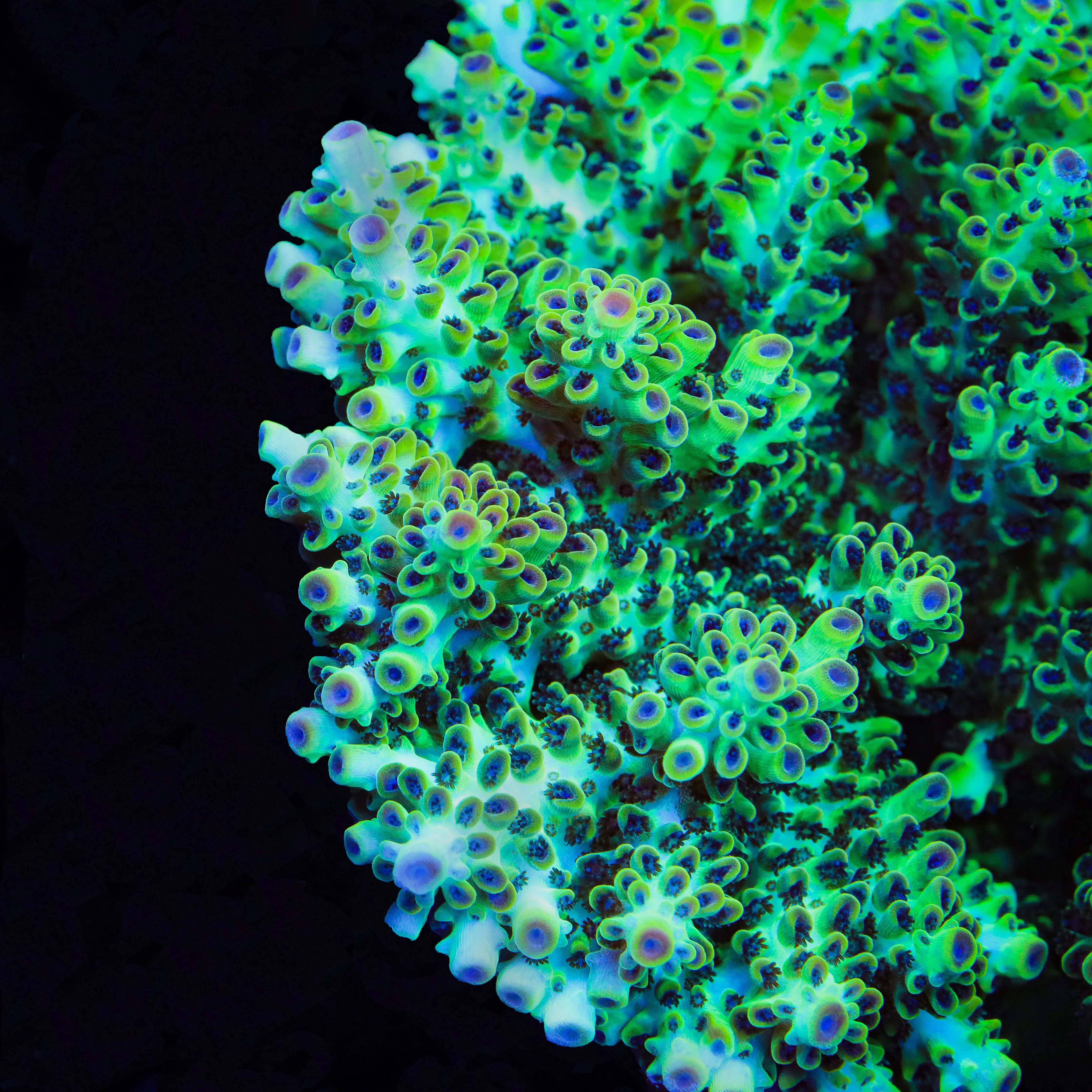 Lauras Purple Polyp Acropora Coral - BYR