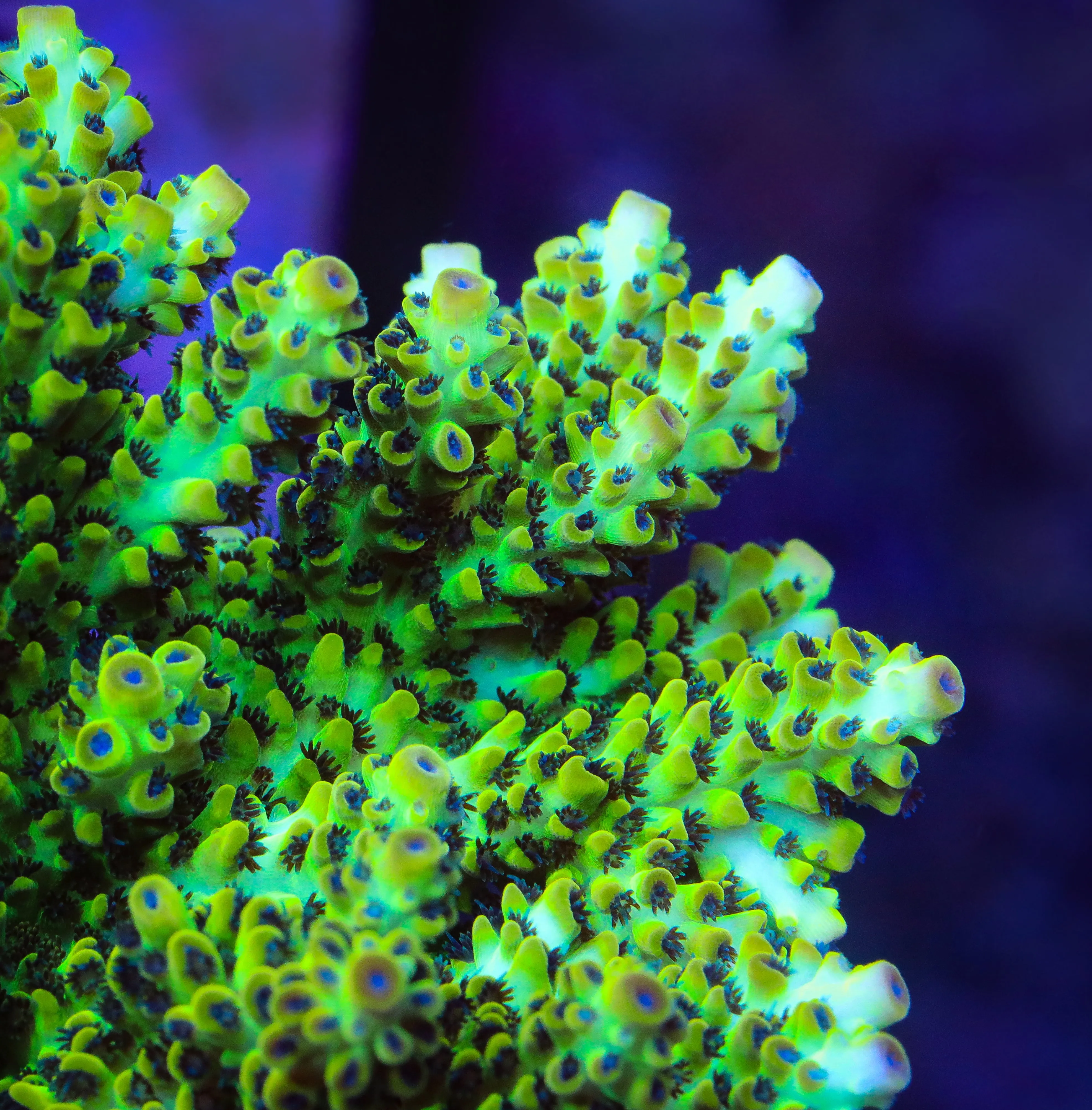 Lauras Purple Polyp Acropora Coral - BYR