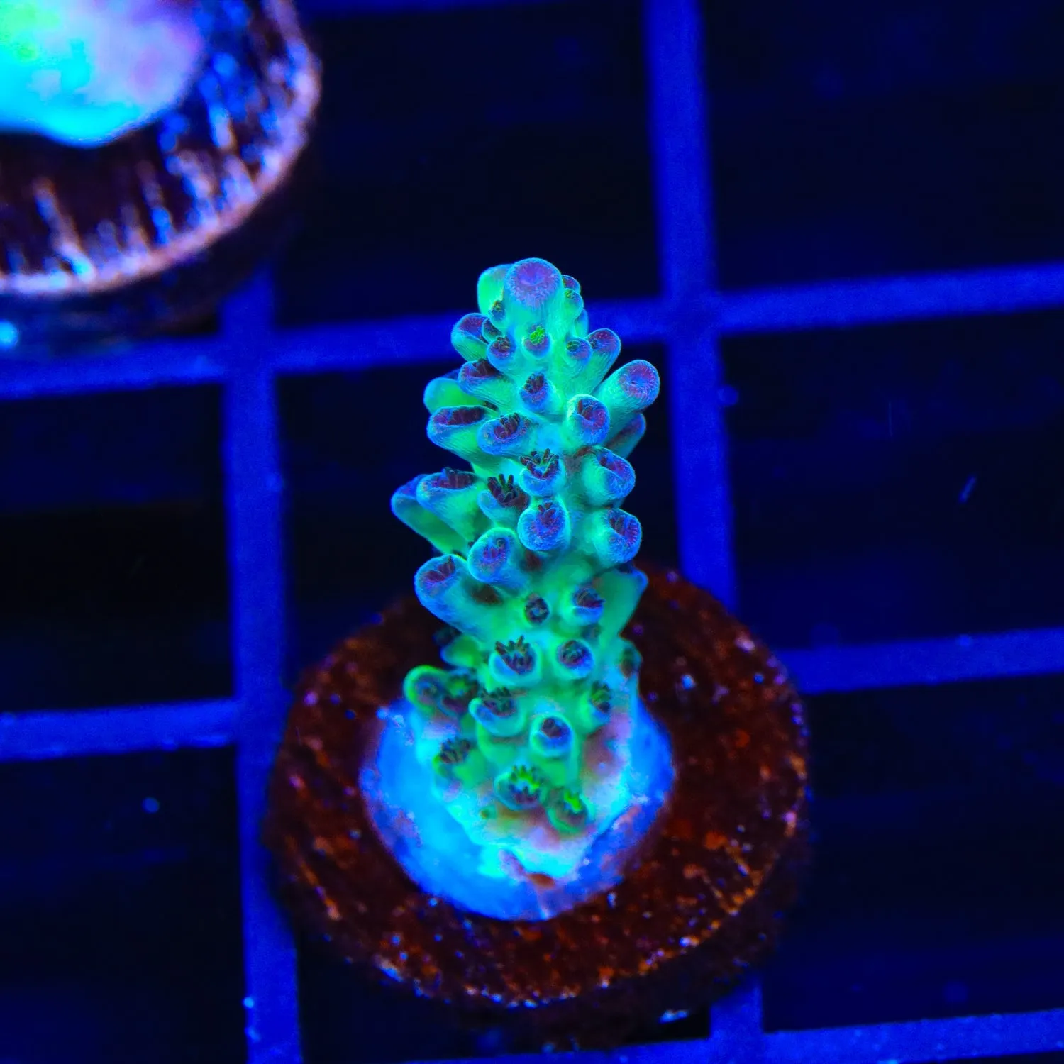 Lauras Purple Polyp Acropora Coral - BYR