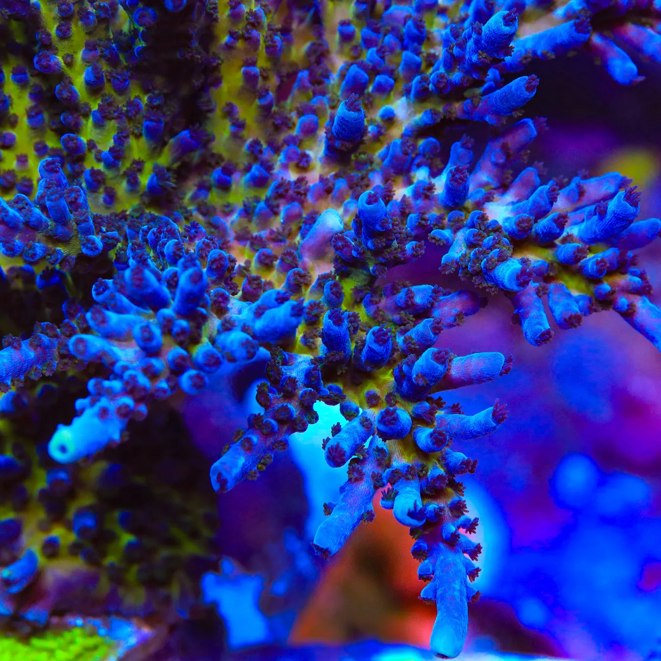 RR Aussie Gold Acropora Coral