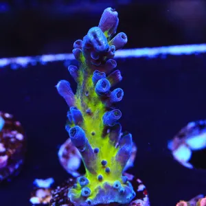 RR Aussie Gold Acropora Coral