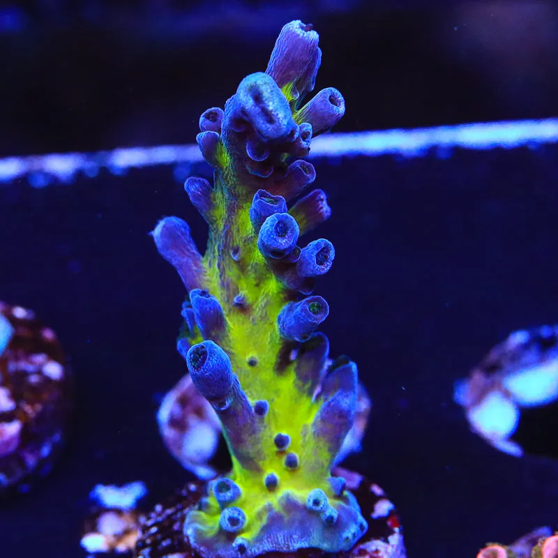 RR Aussie Gold Acropora Coral