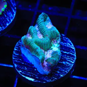 Strawberry Kiwi Platygyra Coral