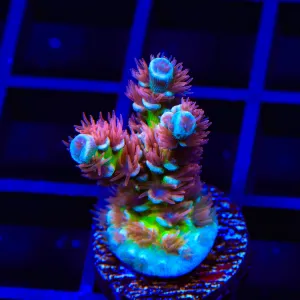 TGC Acrolandia Acropora Coral