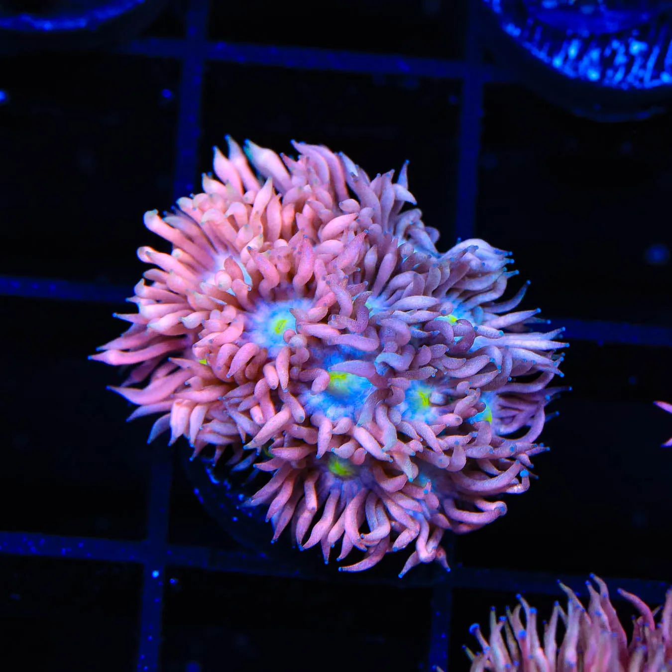 TSA Crazy Goniopora Coral