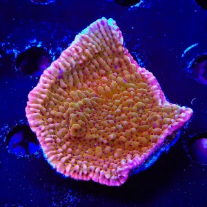 TSA Death Spiral Montipora Coral Colony