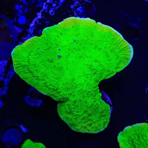 Tyree Toxic Green Aequituberculata Montipora Cap Coral