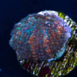 WWC Mr Blue Mushroom Coral