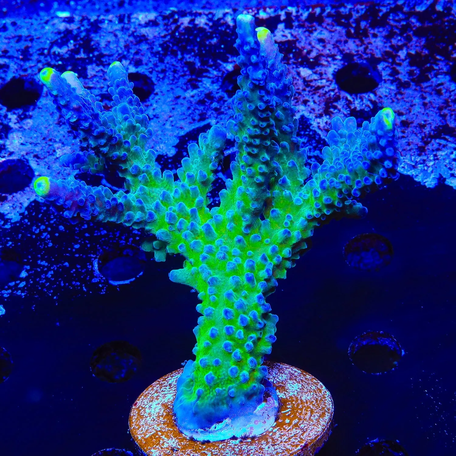 WWC Yellow Tip Acropora Colony Coral